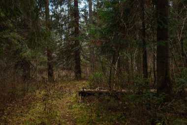 Yolun kenarındaki sonbahar ormanında kırık bir çam ağacı..