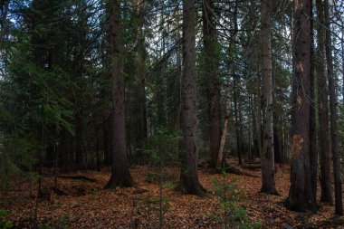 Sonbahar ormanının manzarası. Derin gölgeleri ve güneşin parlaklığıyla dallanan uzun ağaçlar. Yere düşen yapraklar. Orman kışı bekliyor..