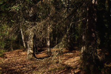 Sonbahar ormanının manzarası. Derin gölgeleri ve güneşin parlaklığıyla dallanan uzun ağaçlar. Yere düşen yapraklar. Orman kışı bekliyor..