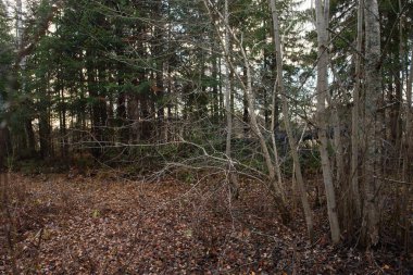 Sonbaharın sonlarında yapraksız yapraklarla söğüt dalları yakınlaşır..