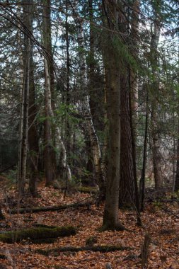 Sonbahar ormanının manzarası. Derin gölgeleri ve güneşin parlaklığıyla dallanan uzun ağaçlar. Yere düşen yapraklar. Orman kışı bekliyor..