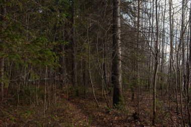 Sonbahar ormanının manzarası. Derin gölgeleri ve güneşin parlaklığıyla dallanan uzun ağaçlar. Yere düşen yapraklar. Orman kışı bekliyor..