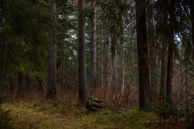 Sonbahar ormanının manzarası. Derin gölgeleri ve güneşin parlaklığıyla dallanan uzun ağaçlar. Yere düşen yapraklar. Orman kışı bekliyor..