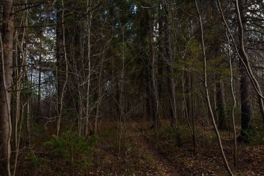 Sonbahar ormanının manzarası. Derin gölgeleri ve güneşin parlaklığıyla dallanan uzun ağaçlar. Yere düşen yapraklar. Orman kışı bekliyor..