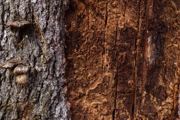 树皮一种老松树的树干 被树皮甲虫和白蚁所吃 — 图库照片