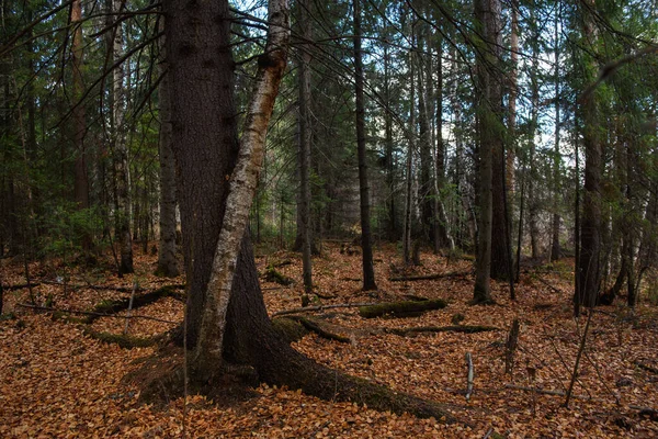 Landskap Höstskogen Branching Höga Träd Med Djupa Skuggor Och Bländning — Stockfoto