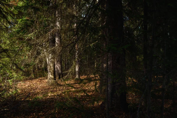 Landskap Höstskogen Branching Höga Träd Med Djupa Skuggor Och Bländning — Stockfoto