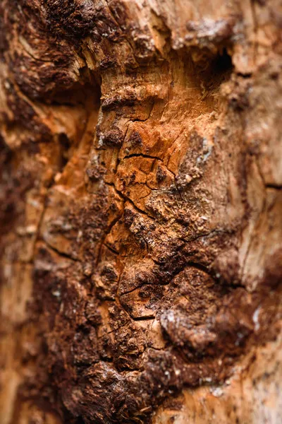 Trunk Old Pine Tree Eaten Bark Beetles Termites Close — Stock Photo, Image