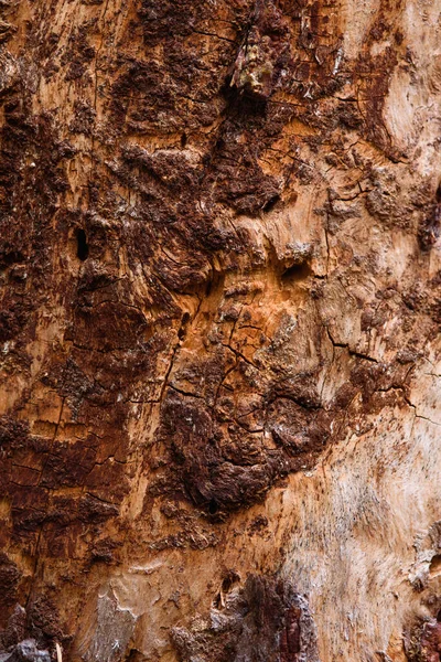 Trunk Old Pine Tree Eaten Bark Beetles Termites Close — Stock Photo, Image