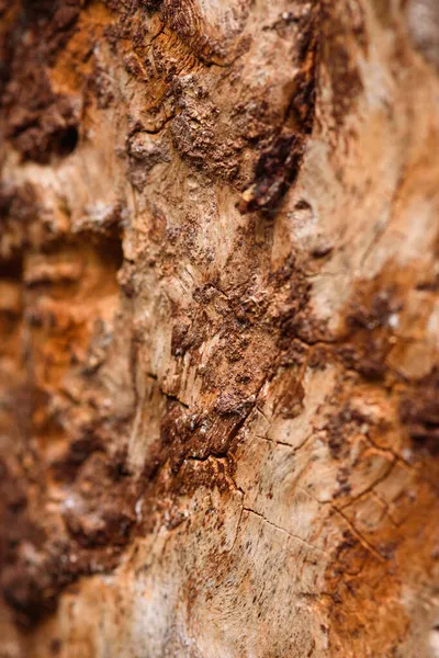 Trunk Old Pine Tree Eaten Bark Beetles Termites Close — Stock Photo, Image