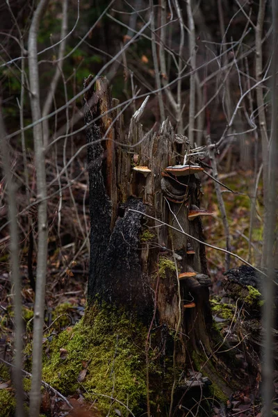 Old Stump Overgrown Mushrooms Chaga Close — Stock Photo, Image