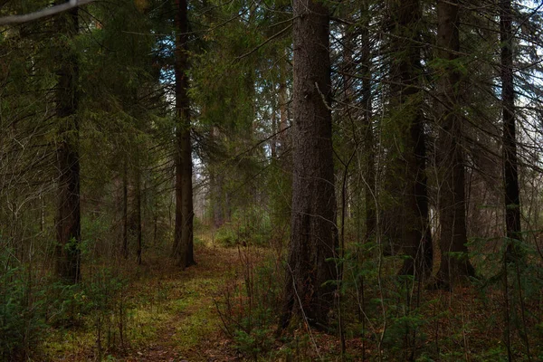 Landschap Van Het Herfstbos Hoge Bomen Met Diepe Schaduwen Schittering — Stockfoto
