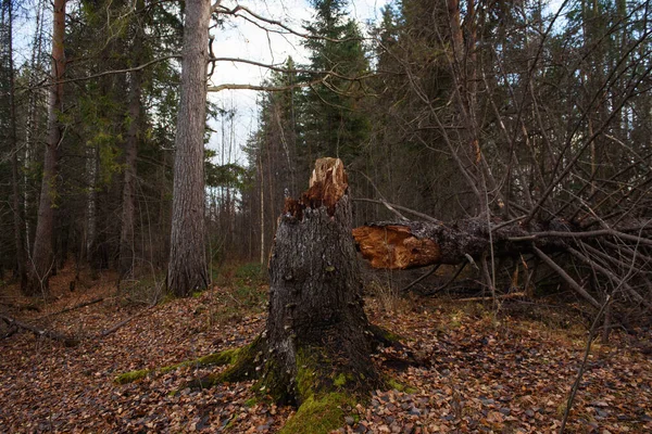 Alte Kaputte Fichten Herbstwald Aus Nächster Nähe — Stockfoto