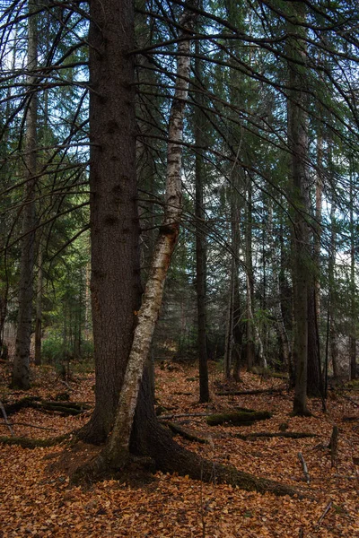Sonbahar Ormanının Manzarası Derin Gölgeleri Güneşin Parlaklığıyla Dallanan Uzun Ağaçlar — Stok fotoğraf