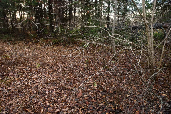 Gołe Gałęzie Wierzby Zamykają Się Późną Jesienią Liśćmi Bez Liści — Zdjęcie stockowe