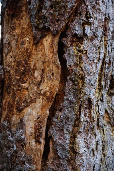 琥珀色の樹脂のストレッチが閉じられた古い松の木の樹皮 — ストック写真