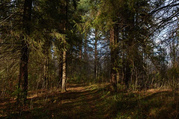Пейзаж Осеннего Леса Ветви Высоких Деревьев Глубокими Тенями Сиянием Солнца — стоковое фото