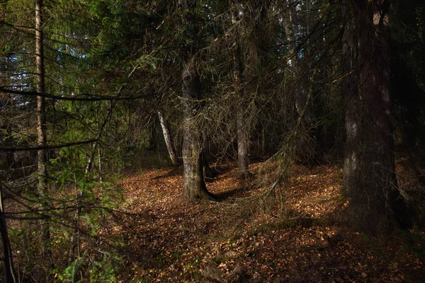 秋天森林的景观 分枝高大的树 树荫很深 阳光闪烁 落叶在地上 森林在等着冬天 — 图库照片