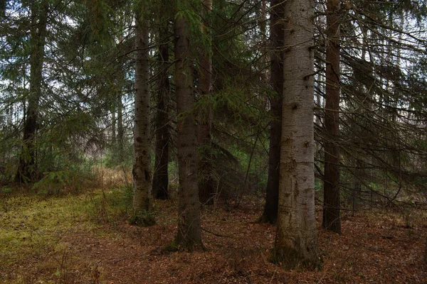 Paesaggio Della Foresta Autunnale Alti Alberi Ramificati Con Ombre Profonde — Foto Stock