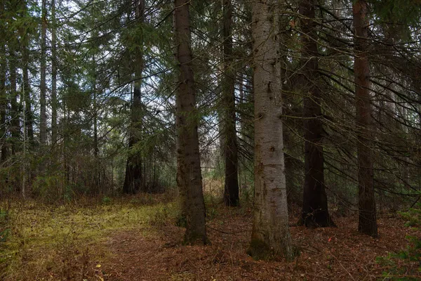 Ландшафт Осіннього Лісу Розгалуження Високих Дерев Глибокими Тінями Відблисками Сонця — стокове фото