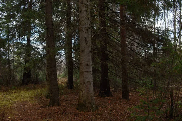 Landschap Van Het Herfstbos Hoge Bomen Met Diepe Schaduwen Schittering — Stockfoto