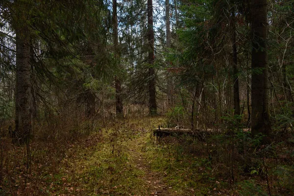 Vecchio Abete Rosso Rotto Nella Foresta Autunnale Lungo Strada — Foto Stock