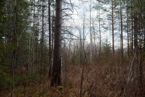 Landskap Höstskogen Branching Höga Träd Med Djupa Skuggor Och Bländning — Stockfoto