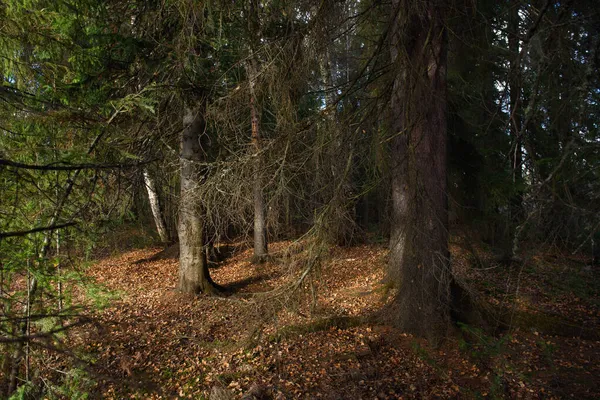 秋の森の風景です 深い影と太陽のぎらつきを持つ背の高い木を分岐させます 地面に落ちた葉 森は冬を待っている — ストック写真
