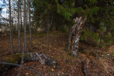 Sonbaharın sonlarında ormandaki kırık bir huş ağacından arta kalan bir kütük.