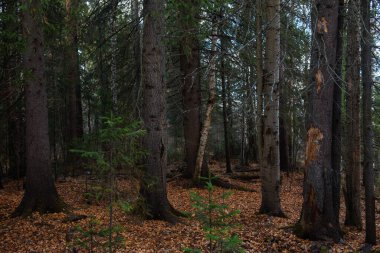 Sonbahar ormanının manzarası. Derin gölgeleri ve güneşin parlaklığıyla dallanan uzun ağaçlar. Yere düşen yapraklar. Orman kışı bekliyor..