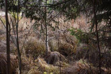 Ormandan tarlaya çık. Hummocks ve uzun otların olduğu bataklık bir yerden geç..