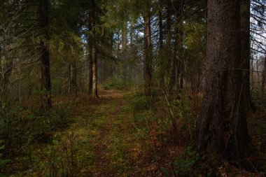 Sonbahar ormanının manzarası. Derin gölgeleri ve güneşin parlaklığıyla dallanan uzun ağaçlar. Yere düşen yapraklar. Orman kışı bekliyor..