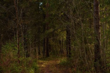 Sonbahar ormanının manzarası. Derin gölgeleri ve güneşin parlaklığıyla dallanan uzun ağaçlar. Yere düşen yapraklar. Orman kışı bekliyor..