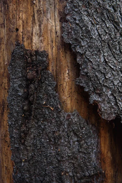 樹皮カブトムシに食べられた古い松の木の幹とシロアリが接近 — ストック写真