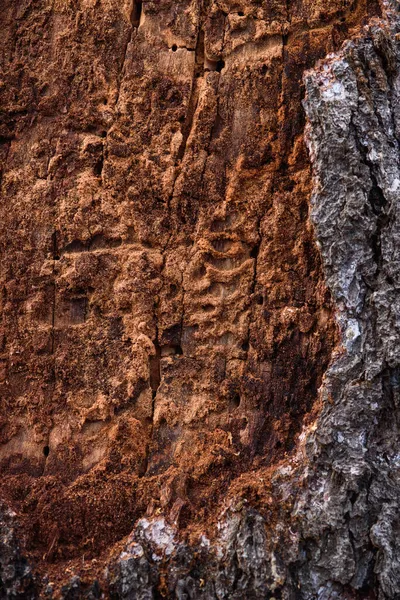 나무껍질 딱정벌레와 흰개미가 소나무의 줄기를 클로즈업 — 스톡 사진