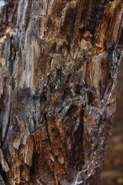 樹皮カブトムシに食べられた古い松の木の幹とシロアリが接近 — ストック写真
