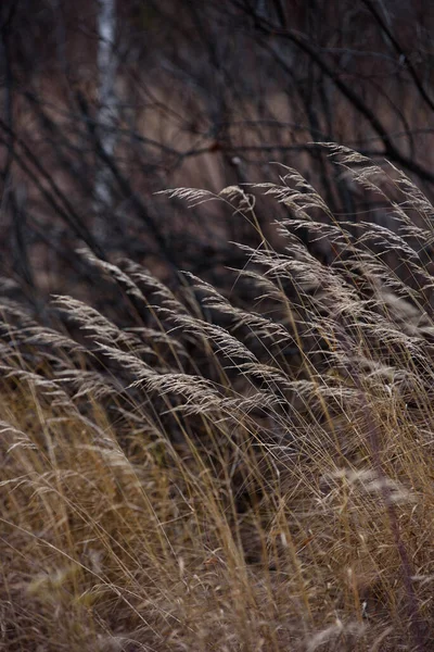 Veld Gedroogd Gras Late Herfst Fladdert Wind — Stockfoto