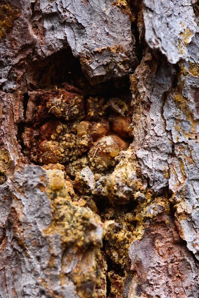 Bark Old Pine Tree Streaks Amber Resin Close — Stock Photo, Image