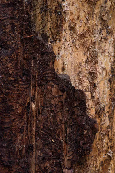 Trunk Old Pine Tree Eaten Bark Beetles Termites Close — Stock Photo, Image