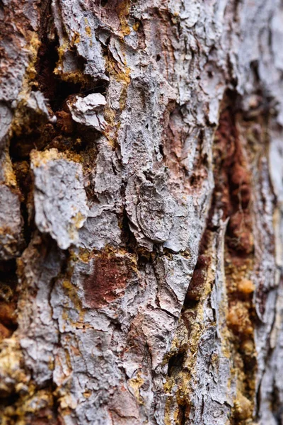 Egy Öreg Fenyőfa Kérge Borostyánsárga Gyanta Csíkokkal Közelről — Stock Fotó