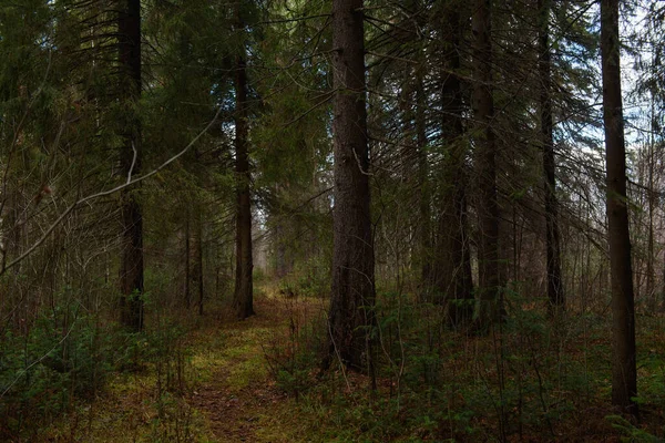 Őszi Erdő Tájképe Magas Fák Ágak Mély Árnyékokkal Nap Ragyogásával — Stock Fotó