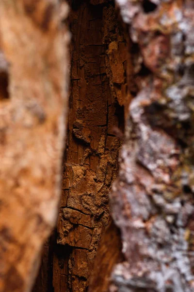 Trunk Old Pine Tree Eaten Bark Beetles Termites Close — Stock Photo, Image