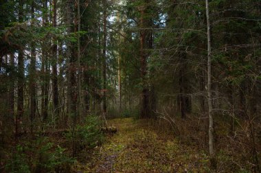 Yolun kenarındaki sonbahar ormanında kırık bir çam ağacı..