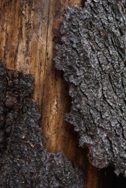 Ağaç kabukları ve termitler tarafından yenen yaşlı bir çam ağacının gövdesi..