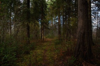 Sonbahar ormanının manzarası. Derin gölgeleri ve güneşin parlaklığıyla dallanan uzun ağaçlar. Yere düşen yapraklar. Orman kışı bekliyor..