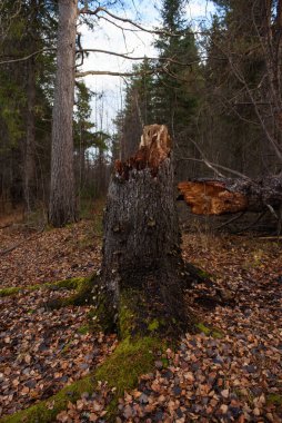 Sonbahar ormanındaki eski kırık ladin. Yakın plan.