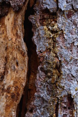 Yakından kehribar reçine desenli eski bir çam ağacının kabuğu..