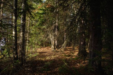 Sonbahar ormanının manzarası. Derin gölgeleri ve güneşin parlaklığıyla dallanan uzun ağaçlar. Yere düşen yapraklar. Orman kışı bekliyor..