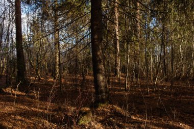 Sonbahar ormanının manzarası. Derin gölgeleri ve güneşin parlaklığıyla dallanan uzun ağaçlar. Yere düşen yapraklar. Orman kışı bekliyor..