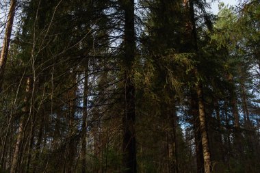Sonbahar ormanının manzarası. Derin gölgeleri ve güneşin parlaklığıyla dallanan uzun ağaçlar. Yere düşen yapraklar. Orman kışı bekliyor..